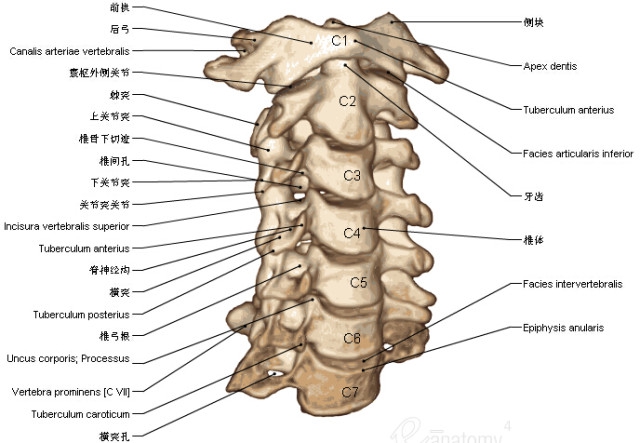 3d脊椎与背部解剖图解