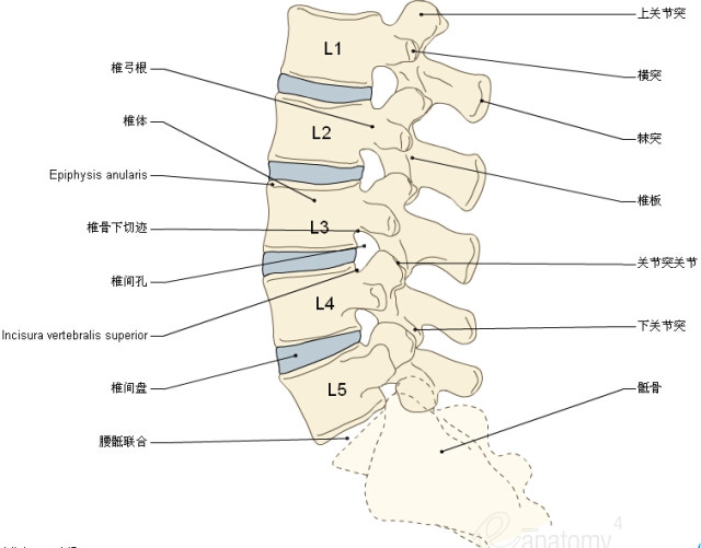 3d脊椎与背部解剖图解