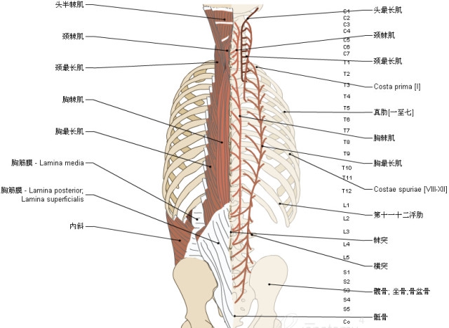 3d脊椎与背部解剖图解