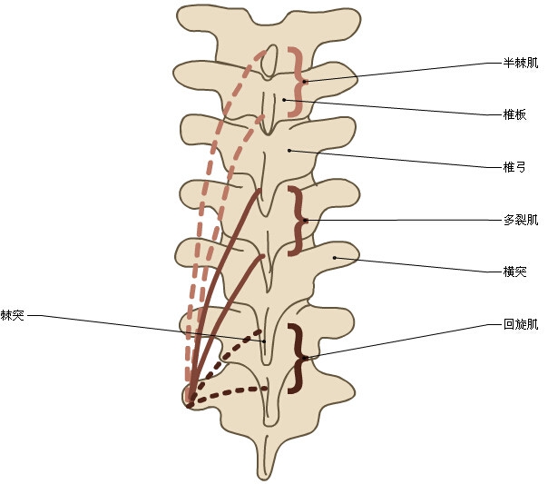 3d脊椎与背部解剖图解