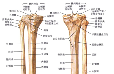 奈特骨科学1.png