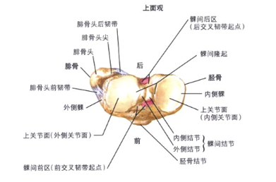 奈特骨科学2.png